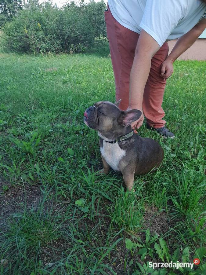 Buldog Francuski pies Zwoleń