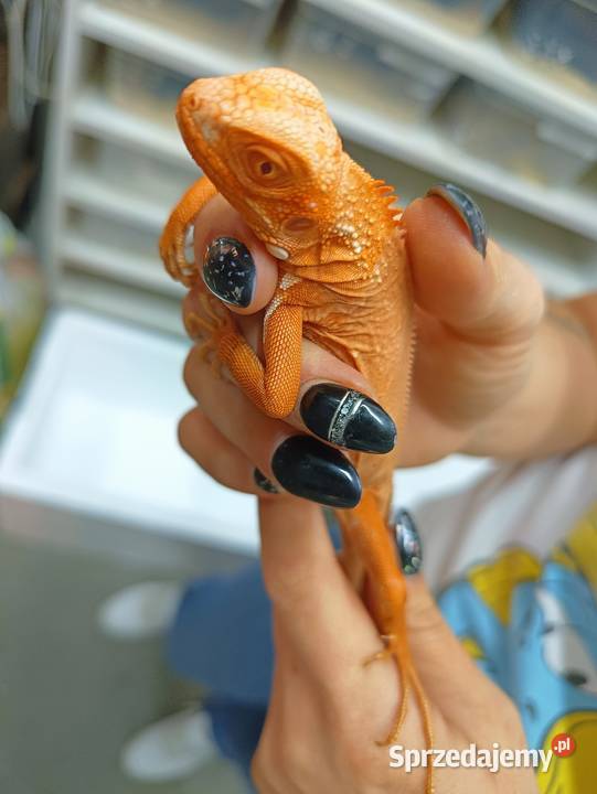 Legwan zielony Iguana Red blue i green Jawor