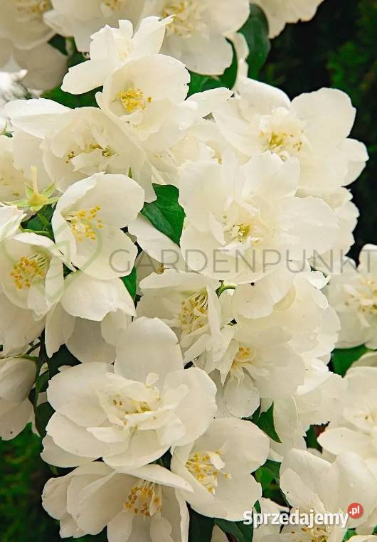 Jaśminowiec philadelphus różne odmiany