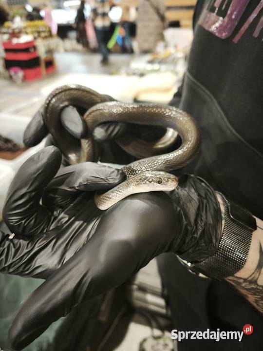 lamprophis fuliginosus czarna mahoniowka Wałbrzych