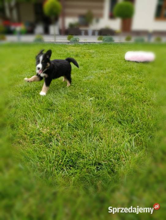 Piesek Border Collie Szczaworyż