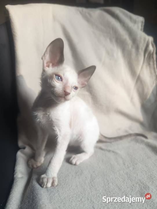 Kot kotka kociaki cornish rex devon rex HodUrok Warszawa