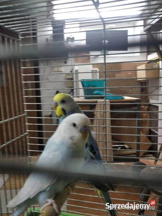 Papugi faliste akeksandretty Rybnik