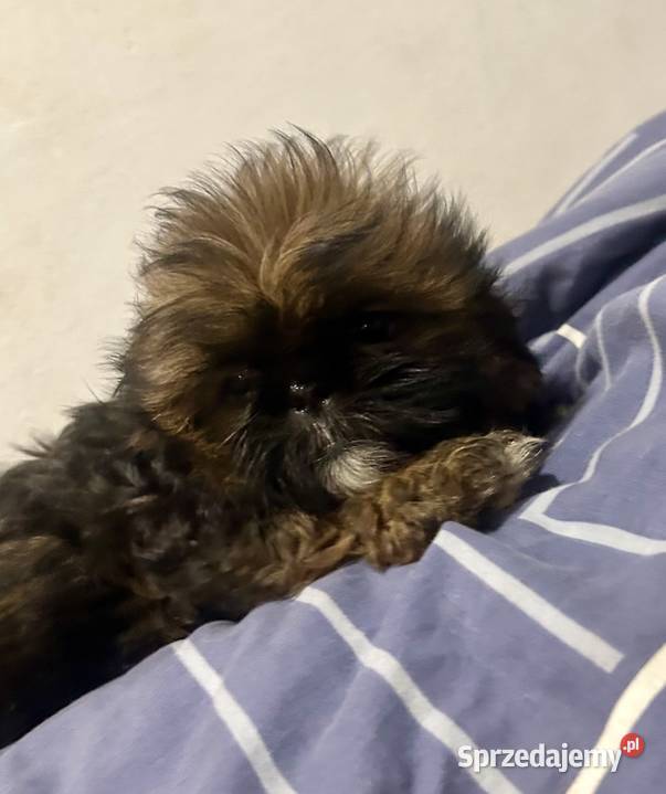 Śliczne pieski Shih tzu Rokietnica
