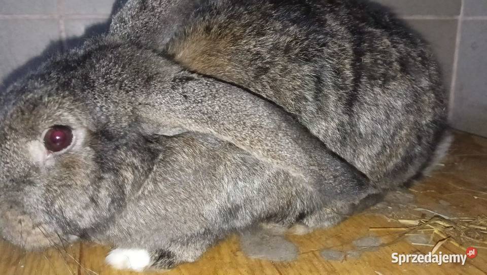 króle króliki samice Pozostałe Bodzentyn