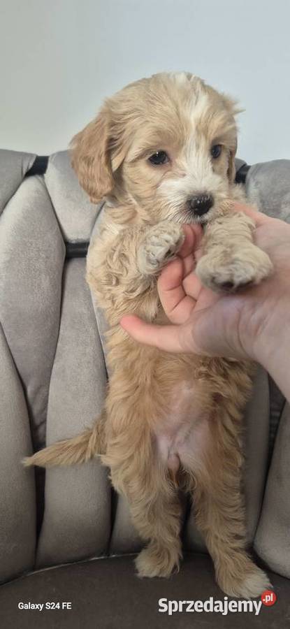 Suczka Maltipoo gotowa na walentynki Inowrocław