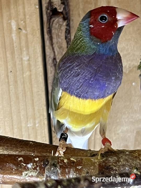 Amadyna wspaniała samiec 2025 r Ruda Śląska