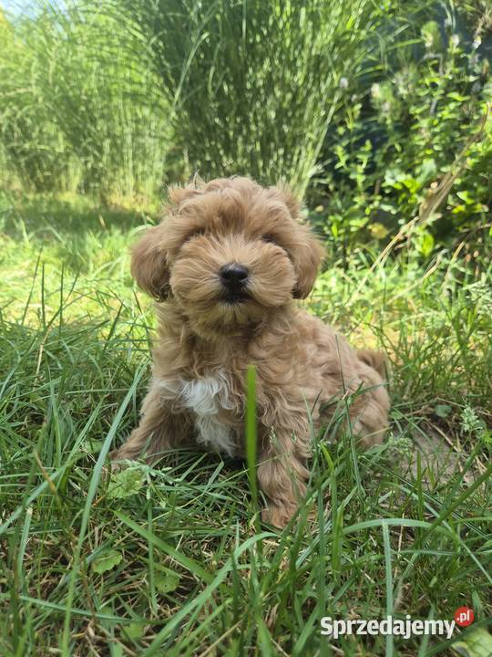 Szczeniak Maltipoo malutki hodowla MINIMIX Psy Rzeszów