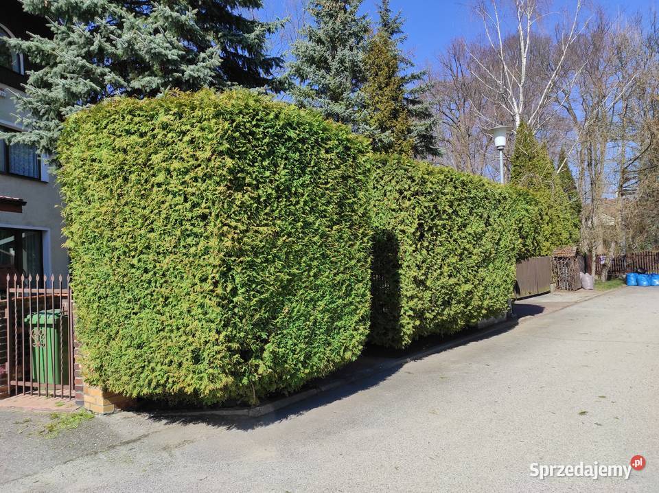 Usługi ogrodniczo dekarskie Warszawa