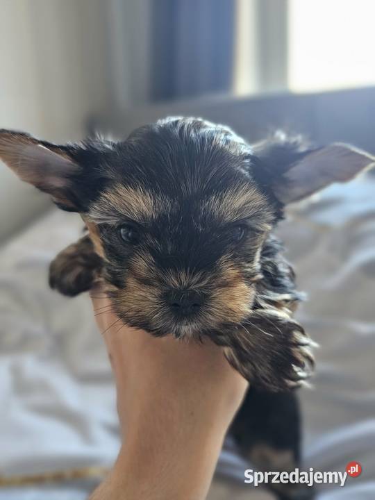 Samiec Yorkshire Terrier Częstochowa