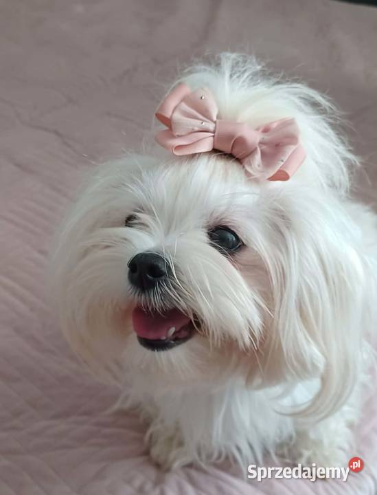 Maltańczyk Ropczyce