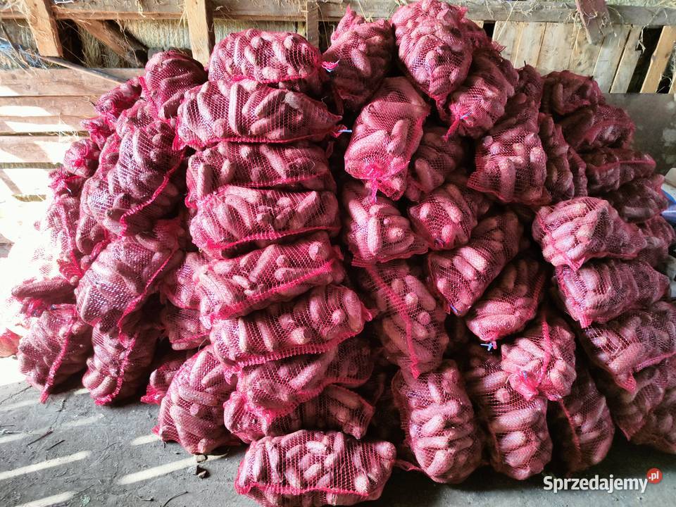 Buraczki czerwone podłużne świętokrzyskie Pińczów
