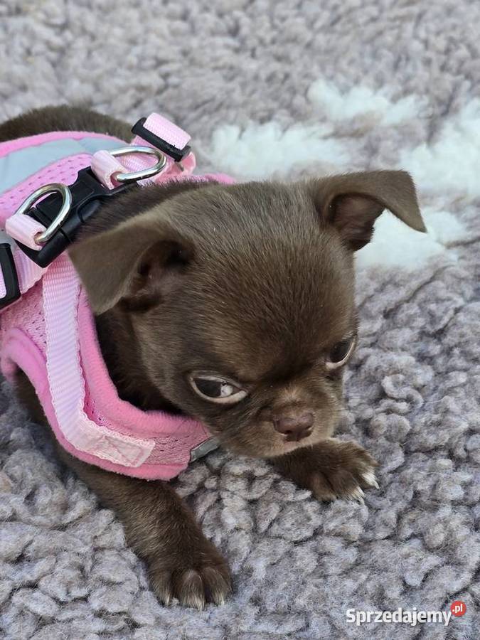 Chihuahua Czekoladowy XXS Bielsko-Biała sprzedam