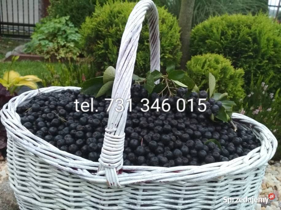 Aronia Wysłka kurierem DPD Nowy Sącz
