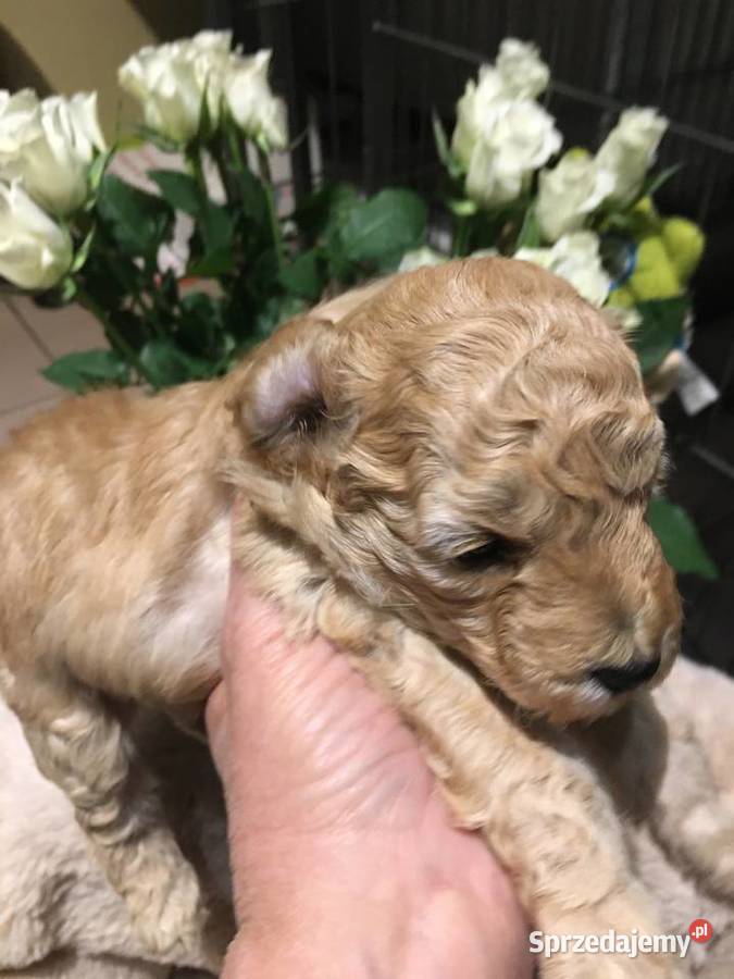 Pudelek toyminiatura Prochowice