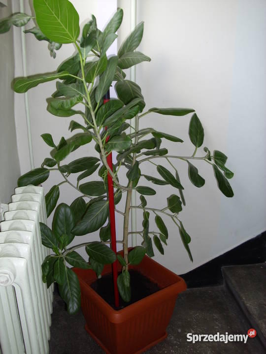 KWIATY DO SALONU NA BALKON CZY ALTANKI Kraków