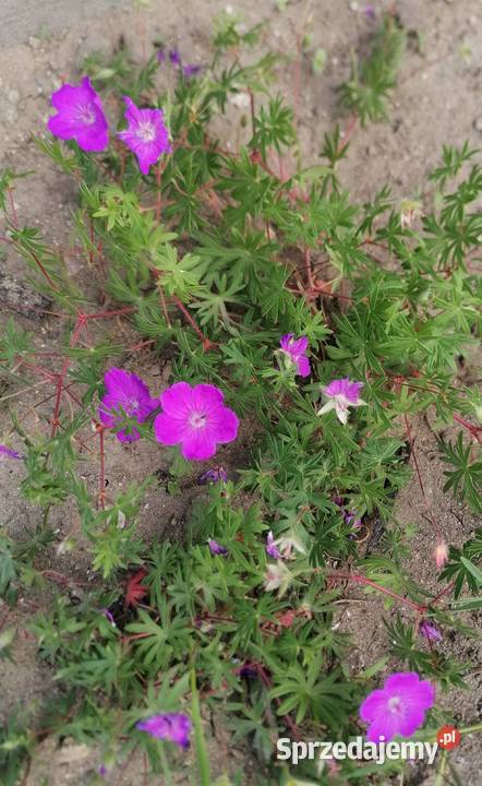 Bodziszek czerwony wieloletnia roślina Łódź