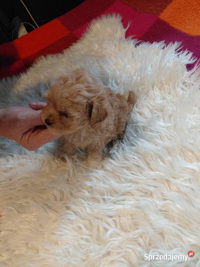 Pudel toy suczka morelowa Wyszków