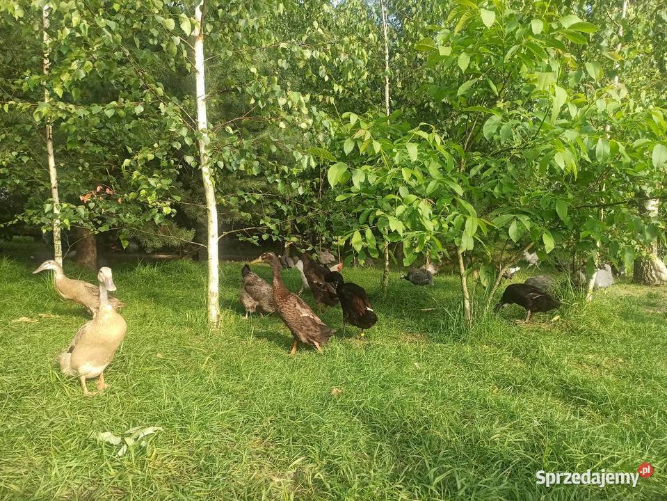 Jaja lęgowe biegusa biegus indyjski Krasnystaw