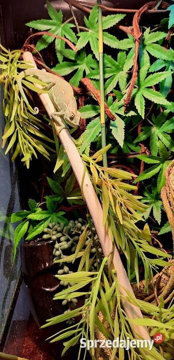 Kameleon jemeński samiec Gady i płazy sprzedam