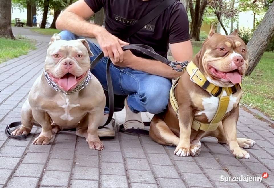 Samiec American Bully Pocket sprzedam