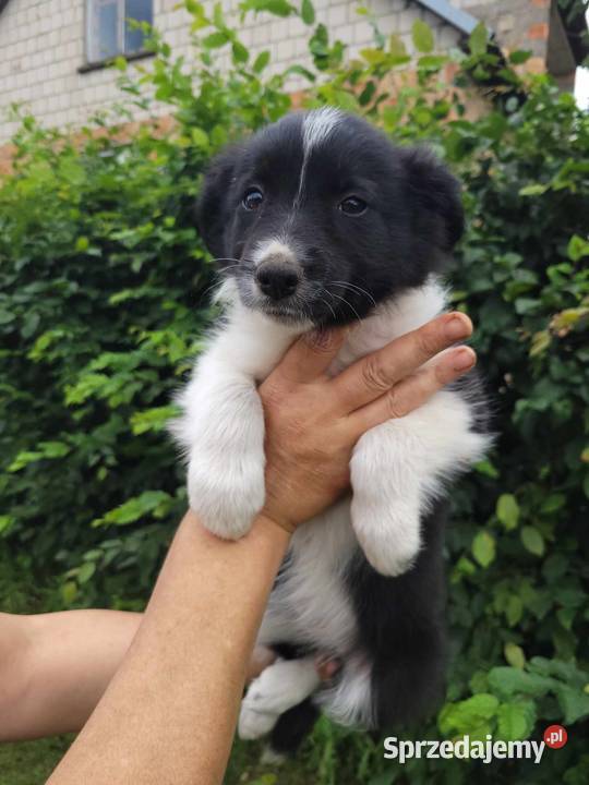 Szczeniaki Border Collie podlaskie Dobrowoda sprzedam