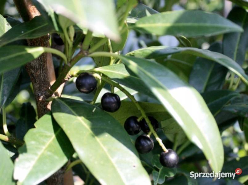LAUROWIŚNIA WSCHODNIA CAUCASICA sadzonki w Ustronie