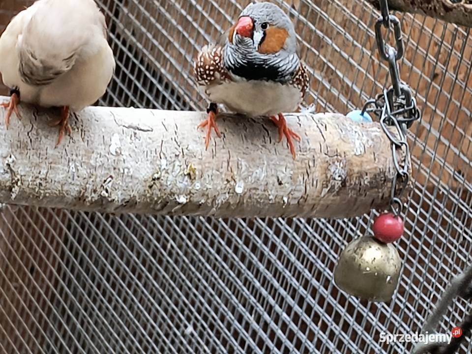 Sprzedam zeberki Pilawa