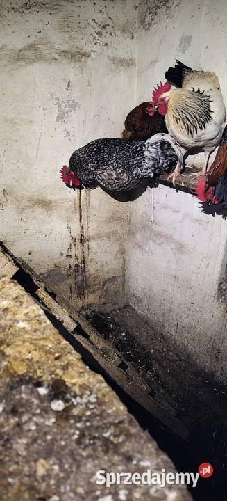 Koguty Rolnictwo sprzedam