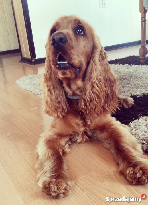 Reproduktor Cocker Spaniel Mińsk Mazowiecki sprzedam