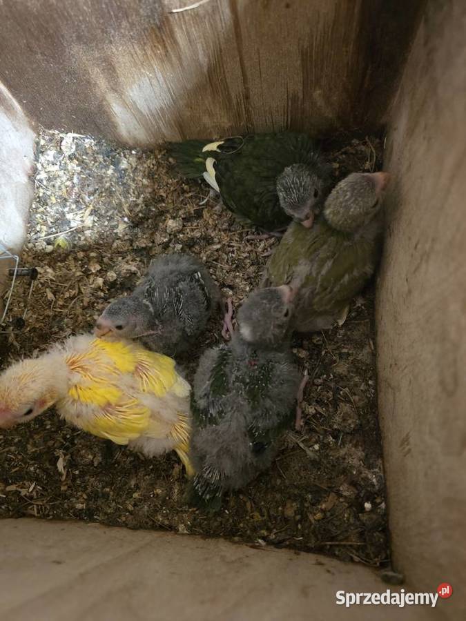 Świergotki i modrolotki Ptaki Chojnice