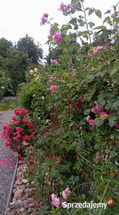 Róże ogrodowe pnące wielkokwiatowe rabatowe mix Żółkiewka-Osada