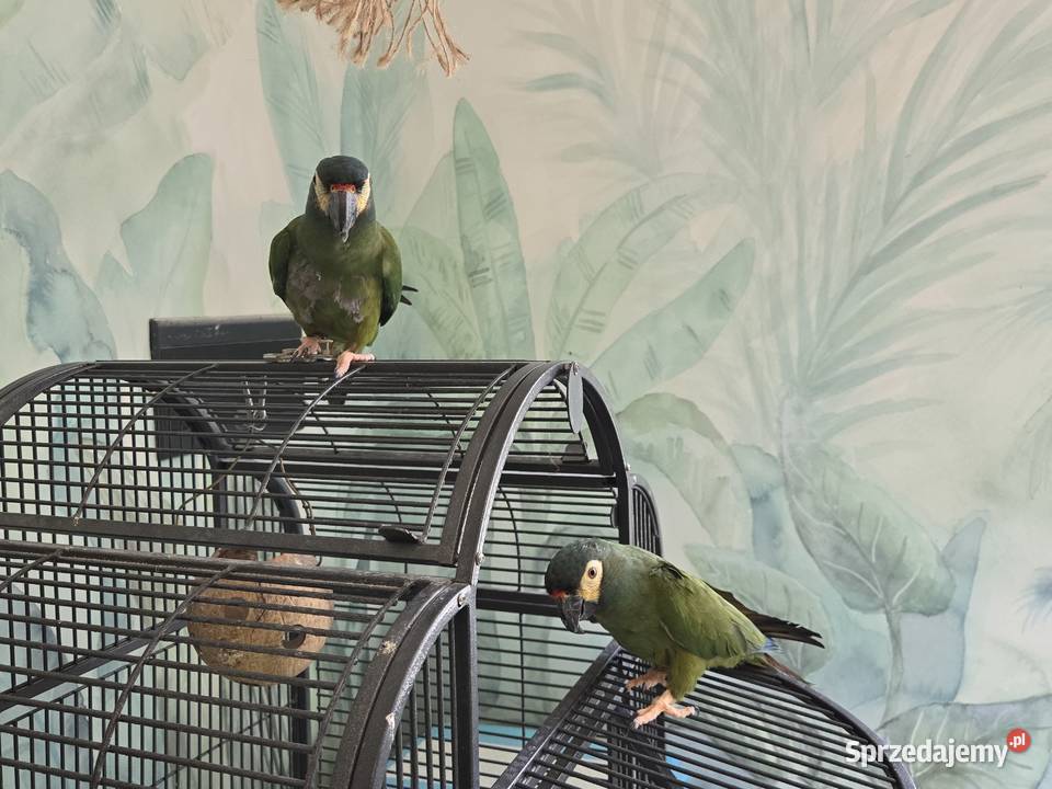 Ary Marakany Poznań