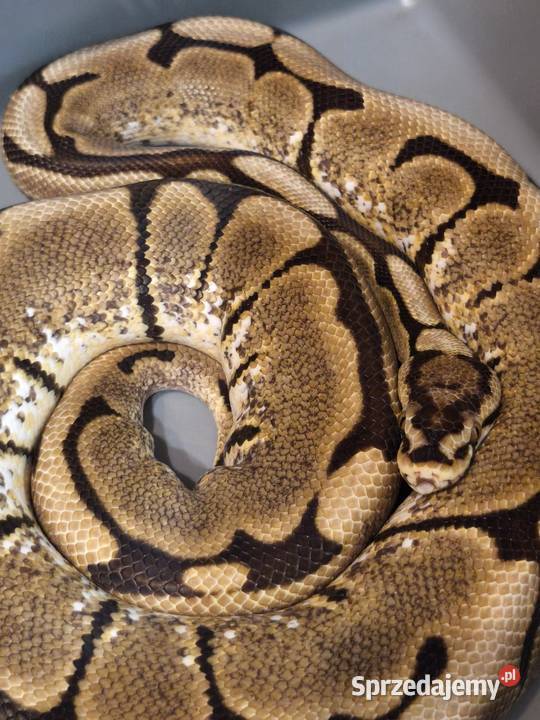 Wąż Warszawa sprzedam