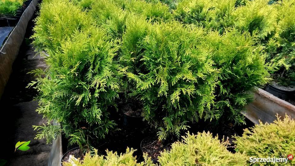 Tuje kuliste DanicaGlobosaMirjam Golden Proszowice