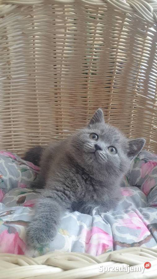 Kocurek Szkocki niebieski sprzedam