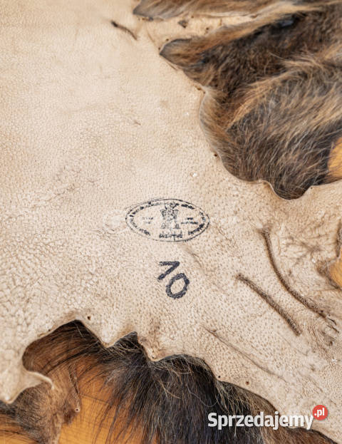 Dzik dekoracyjny skóra z dzika na podłogę skóra Skóry