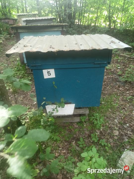 Pszczoły Pasieka Rodziny Pszczele Ule z Białystok