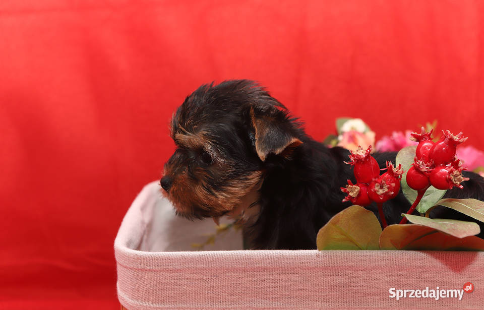 Alutka i siostry Yorkshire Terrier Oława sprzedam