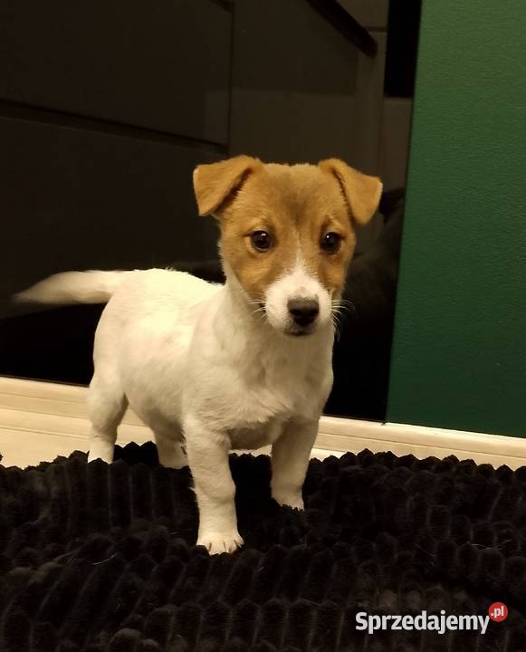 Suczka ZKwP Jack Russell terrier Sochaczew