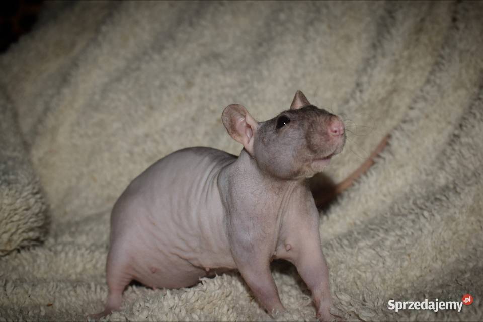 Szczurki szczur szczury fuzz dolnośląskie Wrocław