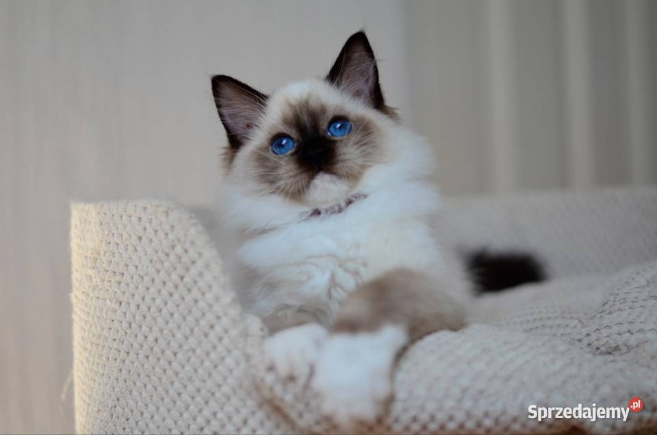 Pianka kotka Ragdoll