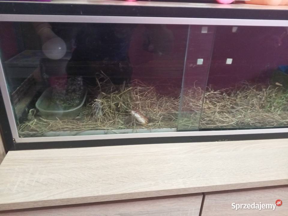 2 węże zbożowe Ruda Śląska