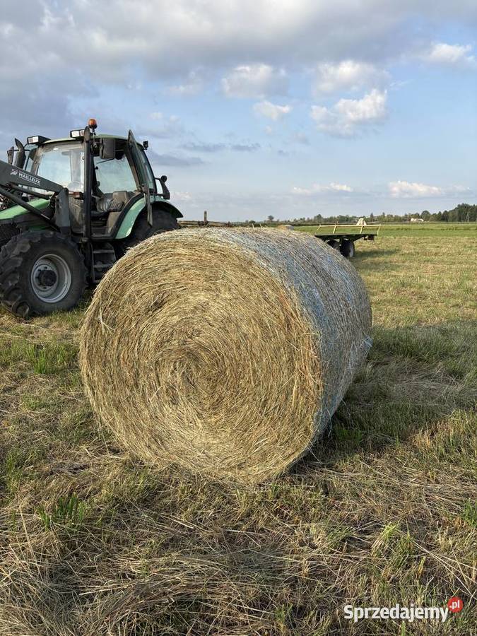 Siano bele ładne tegoroczne Zamość