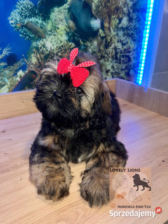 Cudowne maluchy shihtzu śląskie Piekary Śląskie