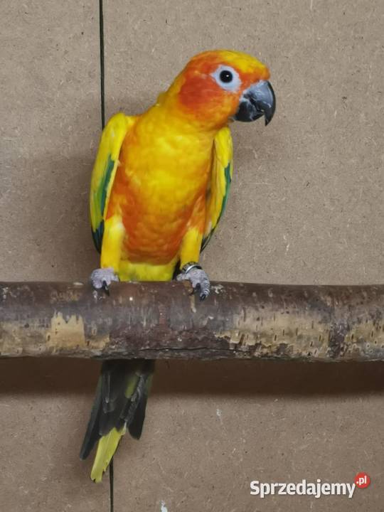 Papugi konury słoneczne 2 pary Likwidacja Katowice