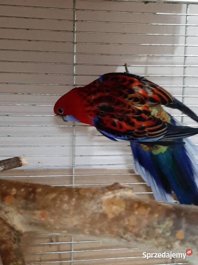 Rozella królewska samica 4l mazowieckie Wojszczyce