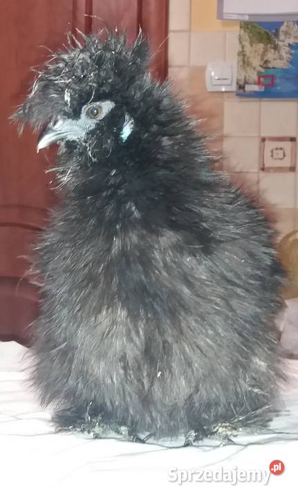 Jajka lęgowe silki Barcin