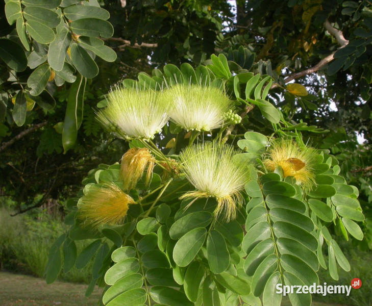ALBICJA LEBBECK Albizia lebbeck NASIONA 100g Lubanie