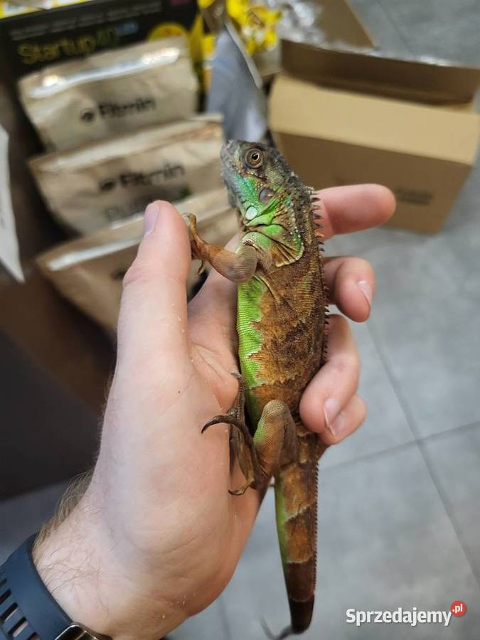 Legwan Igłana Czerwona Sklep Zoologiczny śląskie Katowice